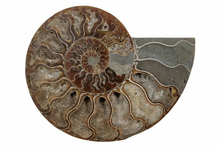 Cut & Polished Ammonite Fossil (Half) - Madagascar #212906